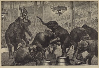 Eccentric Elephants by Georg Koch